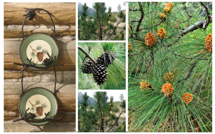Read more about the article Adored Chir Pine Tree